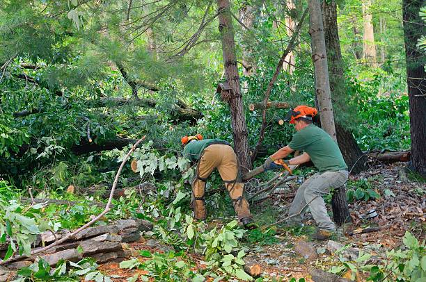 Professional Tree Services in Ludowici, GA